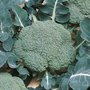 Broccoli &#039;Belstar F1&#039; &ndash; Brassica oleracea - Bio groentezaden