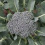 Broccoli &#039;Groene Calabrese&#039; &ndash; Brassica oleracea - Bio groentezaden