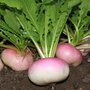 Turnip &#039;Milanese White Redhead&#039; - Brassica rapa - Organic vegetable seeds