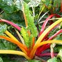 Chard &#039;Fireworks&#039; (&#039;Five Colours&#039;) - Beta vulgaris - Organic vegetable seeds