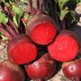 Beetroot &#039;Bullet 2&#039; - Beta vulgaris - Organic vegetable seeds