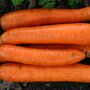 Winter carrot &#039;Flakk&eacute;e 2&#039; - Daucus carota sativus - Organic vegetable seeds