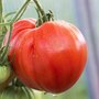 Vleestomaat &#039;Coeur de Boeuf&#039; &ndash; Solanum lycopersicum - Bio groentezaden