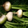 Turnip &#039;Plain White May&#039; - Brassica rapa - Organic vegetable seeds