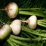 Steckr&uuml;be &#039;Plain White May&#039; - Brassica rapa - Bio-Gem&uuml;se