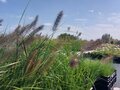 Pennisetum alopecuroides &#039;red head&#039;