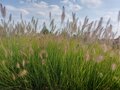 Pennisetum alopecuroides &#039;Hameln&#039;