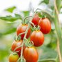 Cherry tomato &#039;Bronzy&#039; - Solanum lycopersicum - Organic vegetable seeds