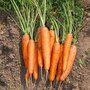Daucus carota - l&eacute;gumes organiques