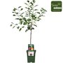 Prunus domestica Opal Bio P23 - Pflaumenbaum - Niederstamm - Bio-Obstbaum