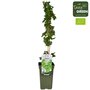 Vitis pixie &#039;Riesling&#039; P19 - white grape - organic fruit plant