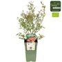 Vaccinium cor. &#039;Pink Lemonade&#039;&reg; P19 - Plantes de fruits organiques