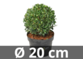Ilex crenata Dark green&reg; ball 20/+ cm