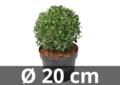 Ilex crenata Dark green&reg; bolvorm 20 cm &#039;Japanse hulst&#039;