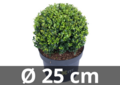 Ilex crenata Dark green&reg; ball 25/+ cm