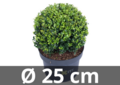 Ilex crenata Dark green&reg; bolvorm 25 cm &#039;Japanse hulst&#039;