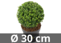 Ilex crenata Dark green&reg; ball 30 cm