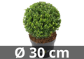 Ilex crenata Dark green&reg; bolvorm 30 cm &#039;Japanse hulst&#039;