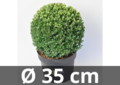 Ilex crenata Dark green&reg; ball 35 cm