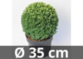 Ilex crenata Dark green&reg; bolvorm 35 cm &#039;Japanse hulst&#039;