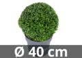 Ilex crenata Dark green&reg; ball 40 cm