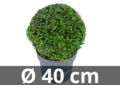 Ilex crenata Dark green&reg; bolvorm 40 cm &#039;Japanse hulst&#039;