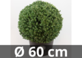 Ilex crenata Dark green&reg; ball 60 cm