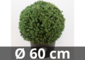 Ilex crenata Dark green&reg; bolvorm 60 cm &#039;Japanse hulst&#039;