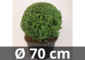 Ilex crenata Dark green&reg; ball 70 cm