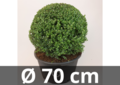 Ilex crenata Dark green&reg; bolvorm 70 cm &#039;Japanse hulst&#039;