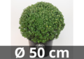 Ilex crenata Dark green&reg; ball 50 cm
