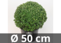 Ilex crenata Dark green&reg; bolvorm 50 cm &#039;Japanse hulst&#039;