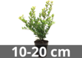 Ilex crenata Dark green 10-20 cm