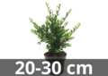 Ilex crenata Dark green 20-30 cm