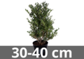 Ilex crenata dark green 30-40 cm