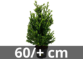 Ilex crenata Dark green haag