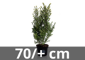 Ilex crenata Dark green 70/+ cm