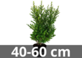 Ilex crenata dark green 40-60 cm