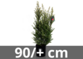 Ilex crenata Dark green 90 cm