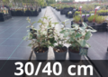 Elaeagnus ebbingei Compacta 30-40 cm - zilverbes, olijfwilg