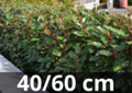 Elaeagnus ebbingei Compacta 40-60 cm - zilverbes, olijfwilg