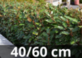 &#039;Elaeagnus ebbingei&#039; Compacta 40-60 cm