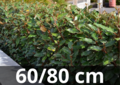 Elaeagnus ebbingei Compacta 60-80 cm - zilverbes, olijfwilg