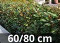 Olijfwilg &#039;Elaeagnus ebbingei&#039; Compacta 60/80 cm - zilverbes