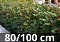 Elaeagnus ebbingei Compacta 80-100 cm - zilverbes, olijfwilg