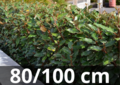 Olijfwilg &#039;Elaeagnus ebbingei&#039; Compacta 80-100 cm - zilverbes