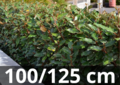 Elaeagnus ebbingei&#039; Compacta 100-125 cm - zilverbes, olijfwilg