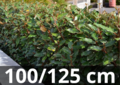 Olijfwilg &#039;Elaeagnus ebbingei&#039; Compacta 100-125 cm - zilverbes