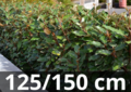 Elaeagnus ebbingei Compacta 125-150 cm - zilverbes, olijfwilg