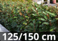 Elaeagnus ebbingei Compacta 125-150 cm